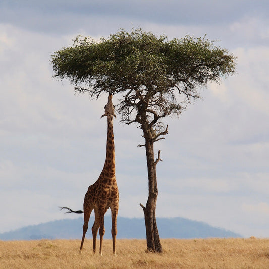 Wildlife Photography Tips: How to Shoot Great Photos of Animals